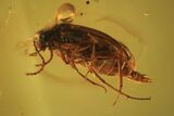 Detailed Fossil Beetle (Coleoptera) In Baltic Amber #105435-3